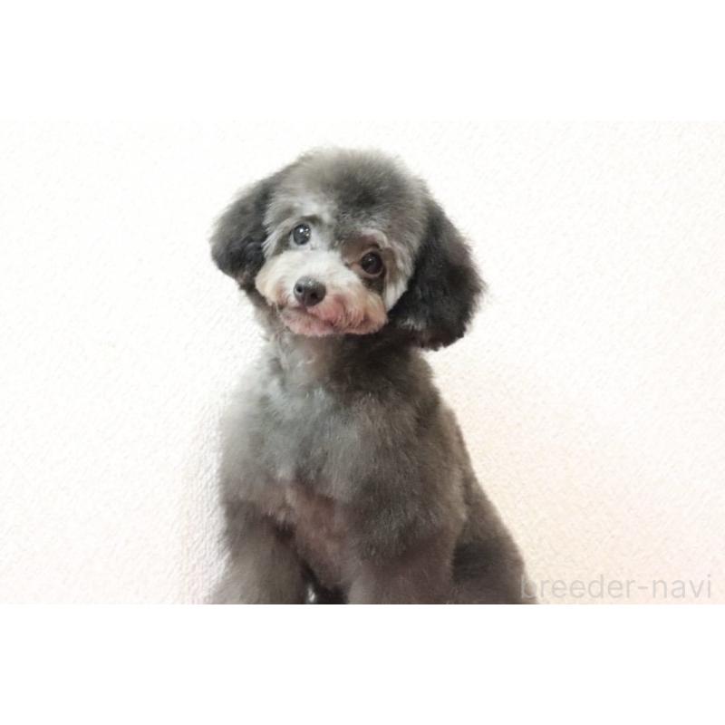 販売中の福岡県のタイニープードル-416208の3枚目