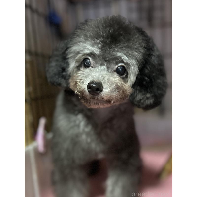 販売中の福岡県のタイニープードル-416208の2枚目