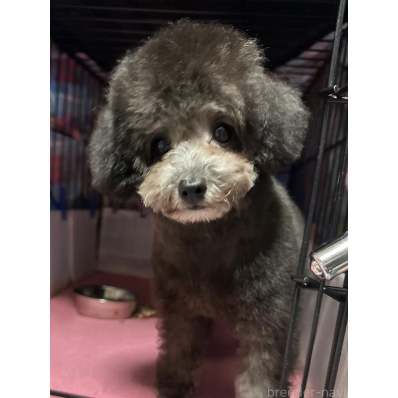 販売中の福岡県のタイニープードル-416212の11枚目