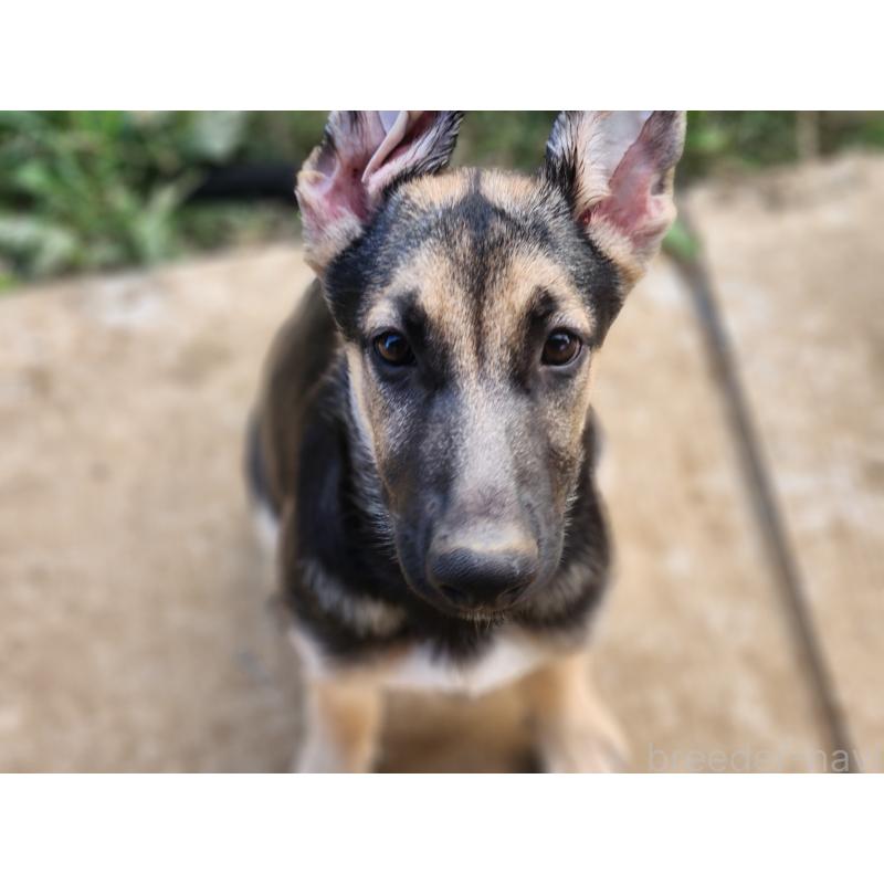 販売中の千葉県のジャーマンシェパードドッグ-406945の3枚目