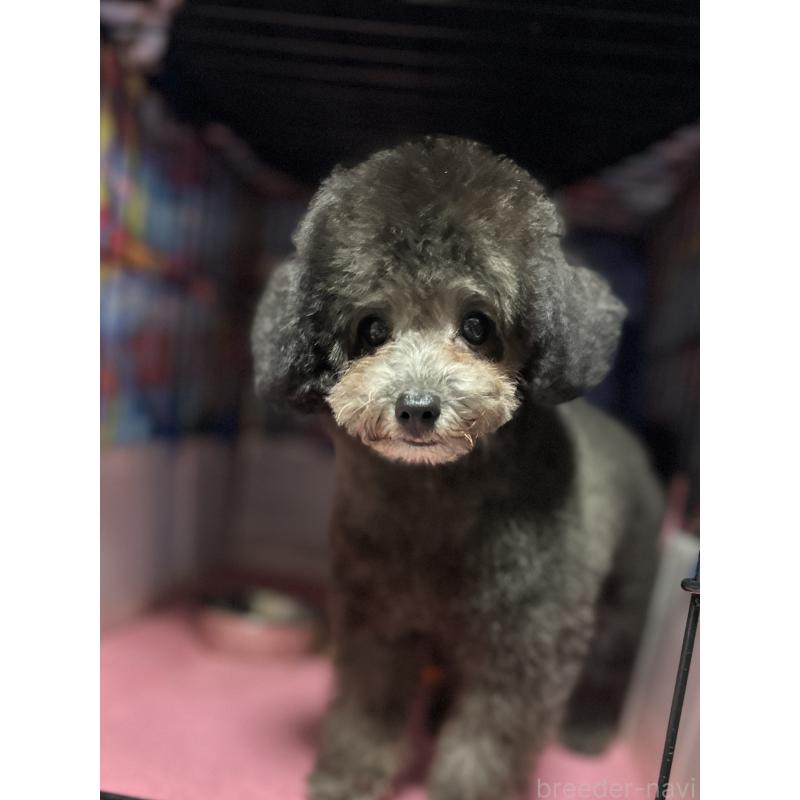 販売中の福岡県のタイニープードル-416212の10枚目