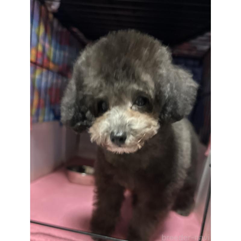 販売中の福岡県のタイニープードル-416212の9枚目