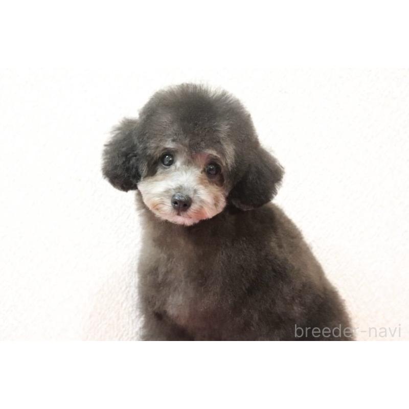 販売中の福岡県のタイニープードル-416212の8枚目