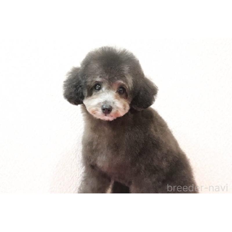 販売中の福岡県のタイニープードル-416212の7枚目