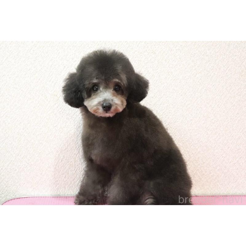 販売中の福岡県のタイニープードル-416212の6枚目