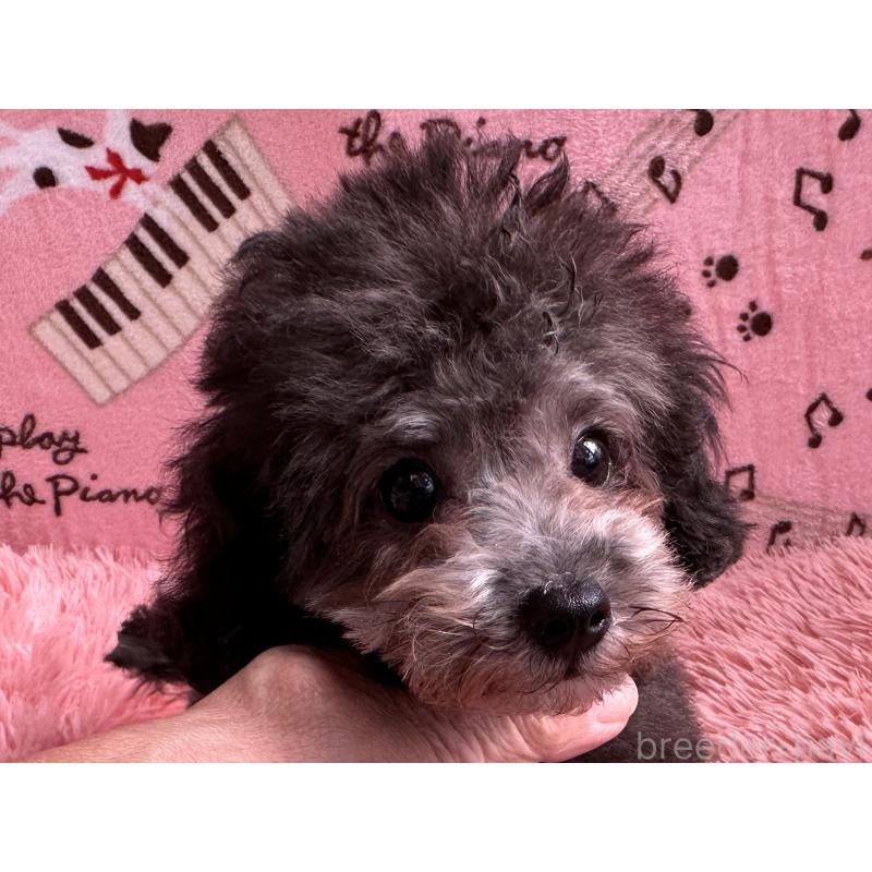 販売中の福岡県のタイニープードル-416212の5枚目