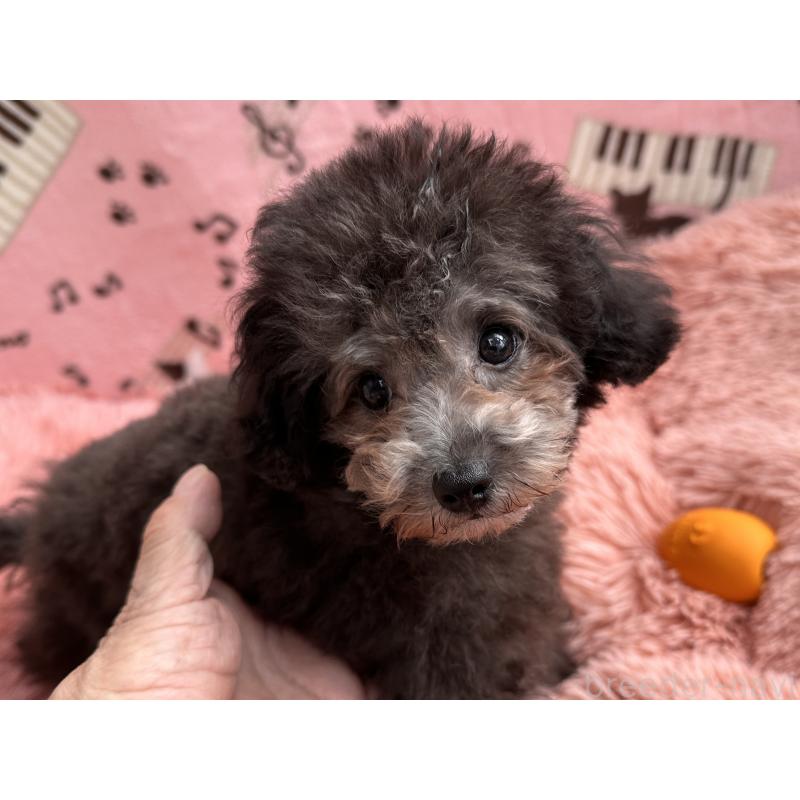 販売中の福岡県のタイニープードル-416212の4枚目