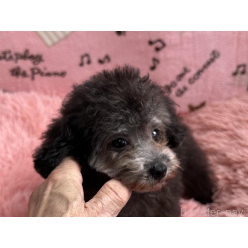 販売中の福岡県のタイニープードル-416212の3枚目