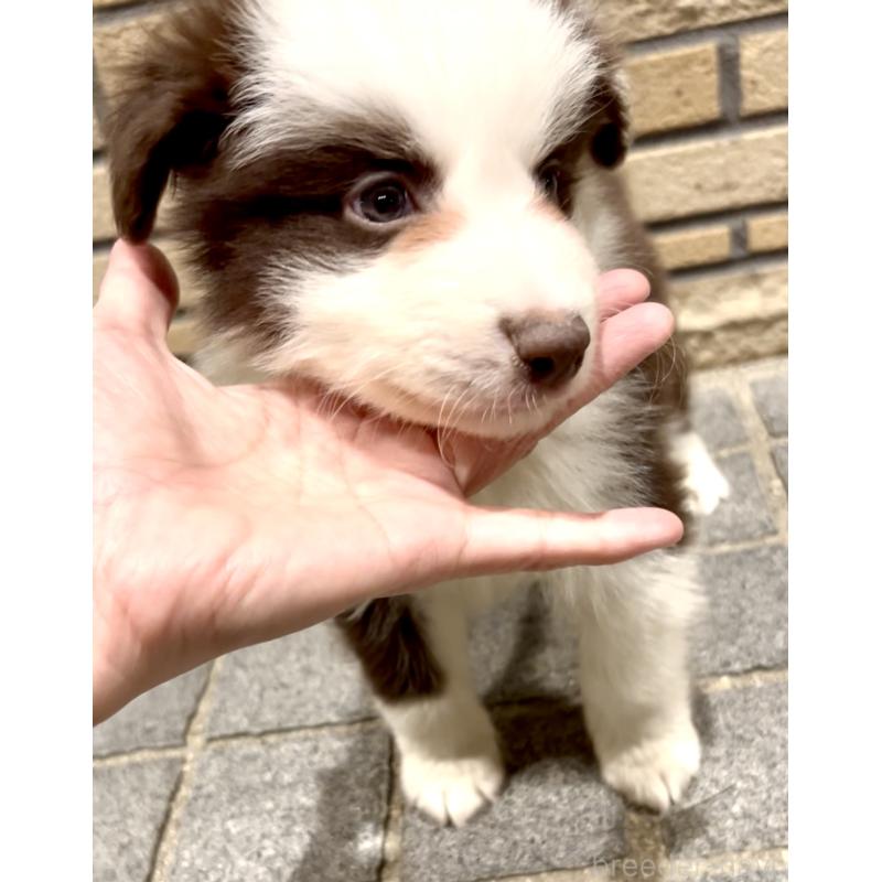 成約済の奈良県のボーダーコリー-421371の3枚目