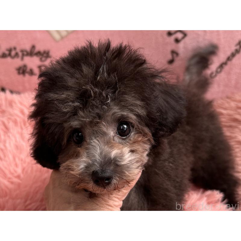 販売中の福岡県のタイニープードル-416212の2枚目