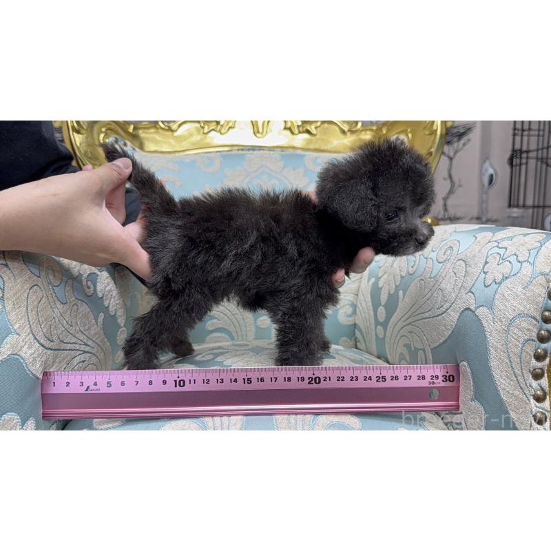 販売中の新潟県のタイニープードル-421950の3枚目