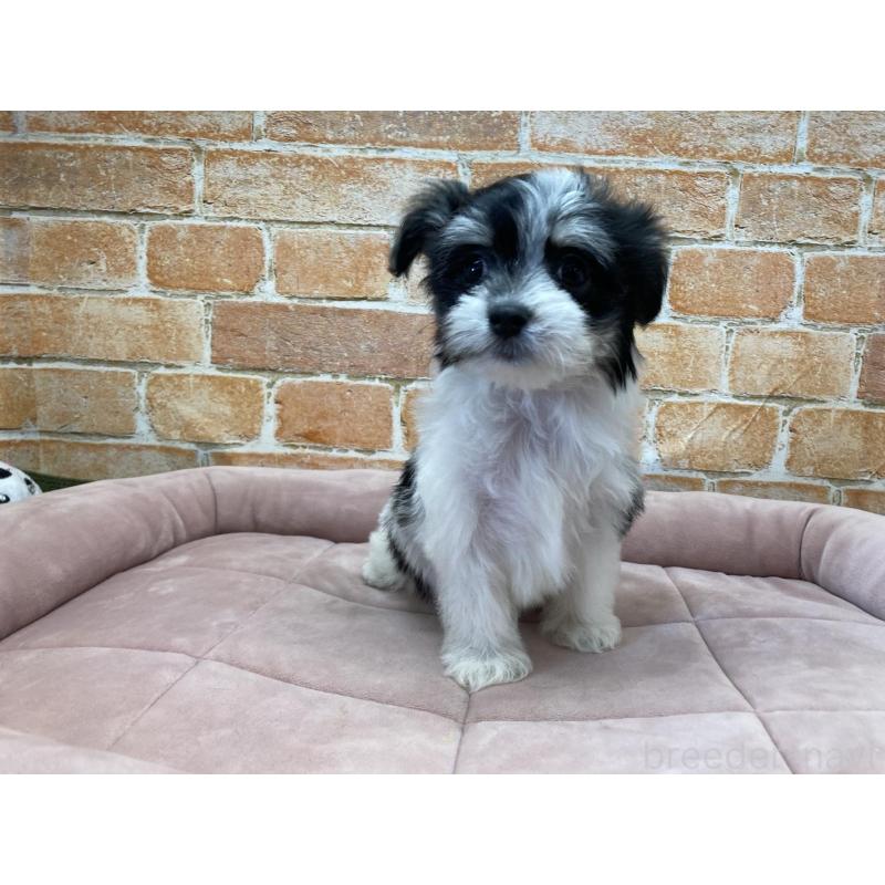 成約済の北海道のチワマル:チワワ×マルチーズ-416110の5枚目