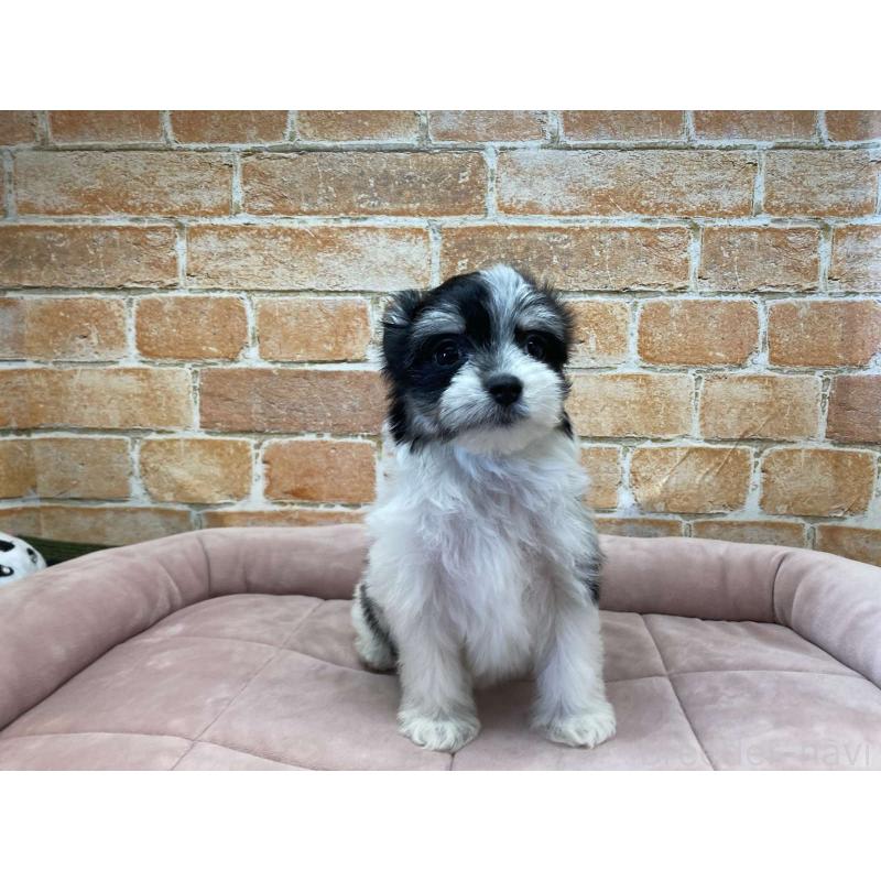 成約済の北海道のチワマル:チワワ×マルチーズ-416110の4枚目