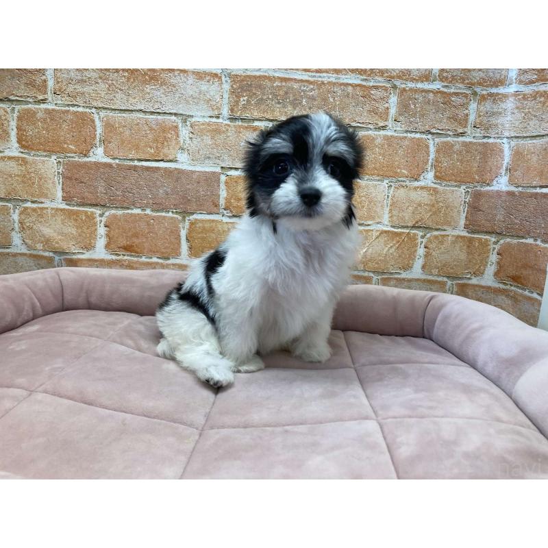 成約済の北海道のチワマル:チワワ×マルチーズ-416110の3枚目