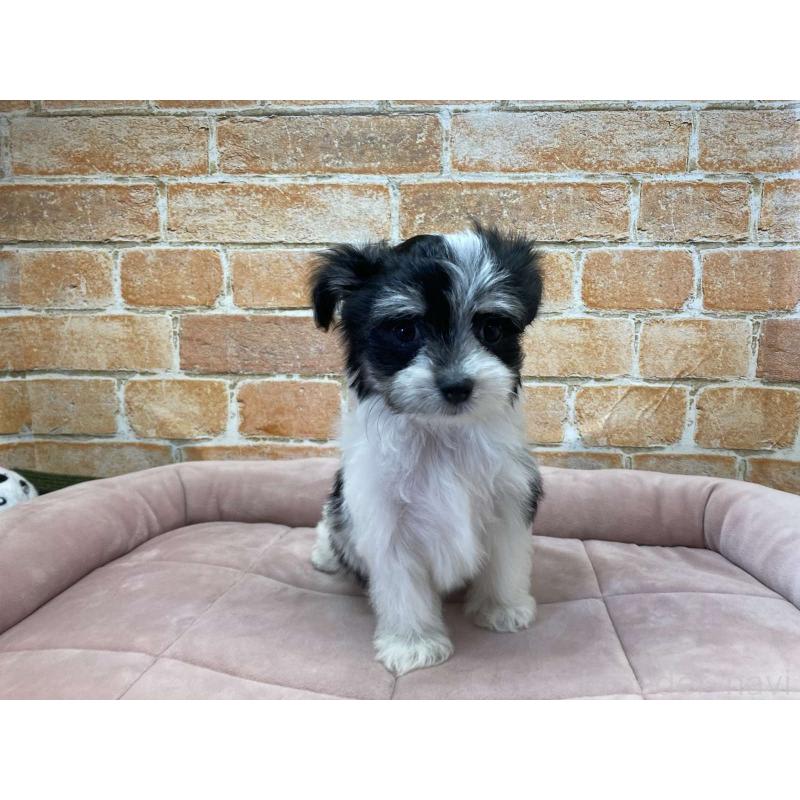 成約済の北海道のチワマル:チワワ×マルチーズ-416110の2枚目