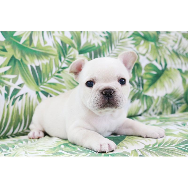 販売中の京都府のフレンチブルドッグ-420388の14枚目