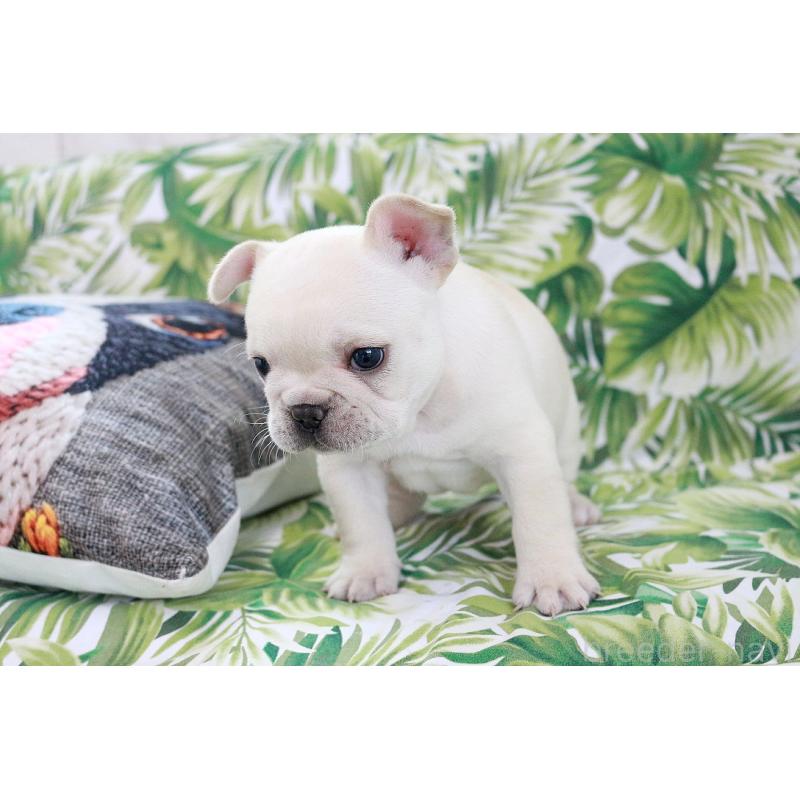 販売中の京都府のフレンチブルドッグ-420388の13枚目