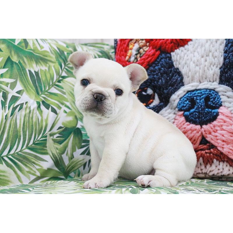 販売中の京都府のフレンチブルドッグ-420388の12枚目