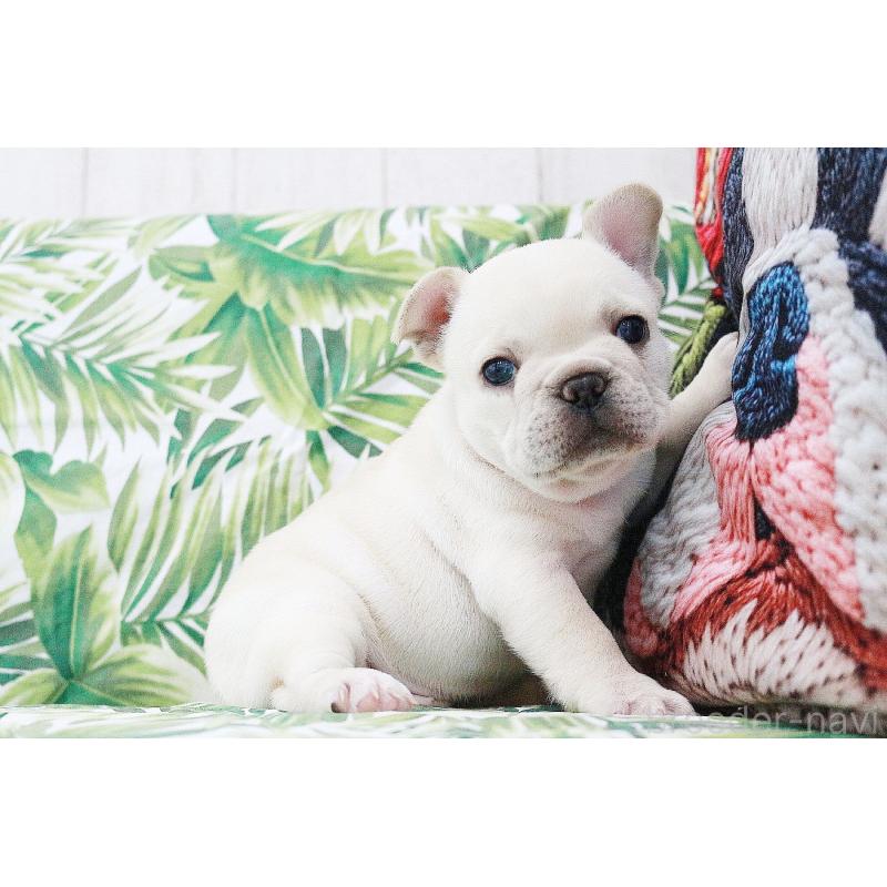 販売中の京都府のフレンチブルドッグ-420388の11枚目