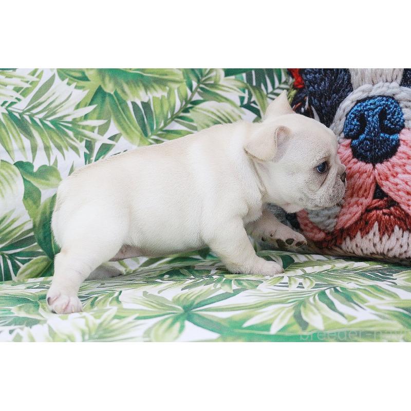 販売中の京都府のフレンチブルドッグ-420388の10枚目