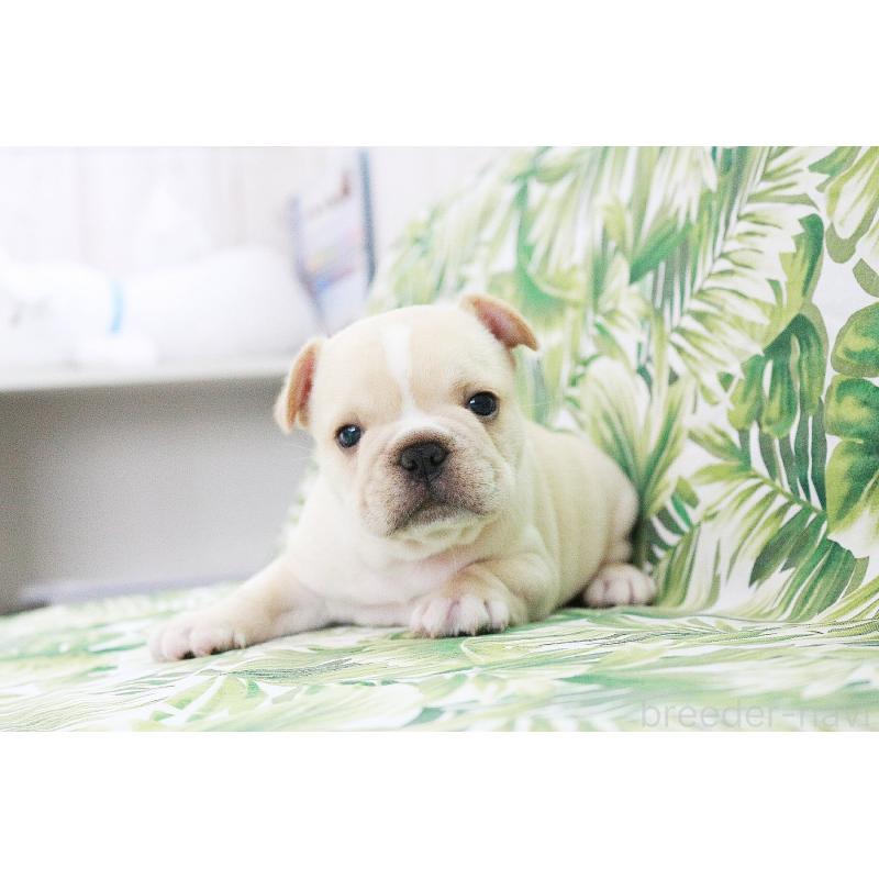 成約済の京都府のフレンチブルドッグ-420390の5枚目