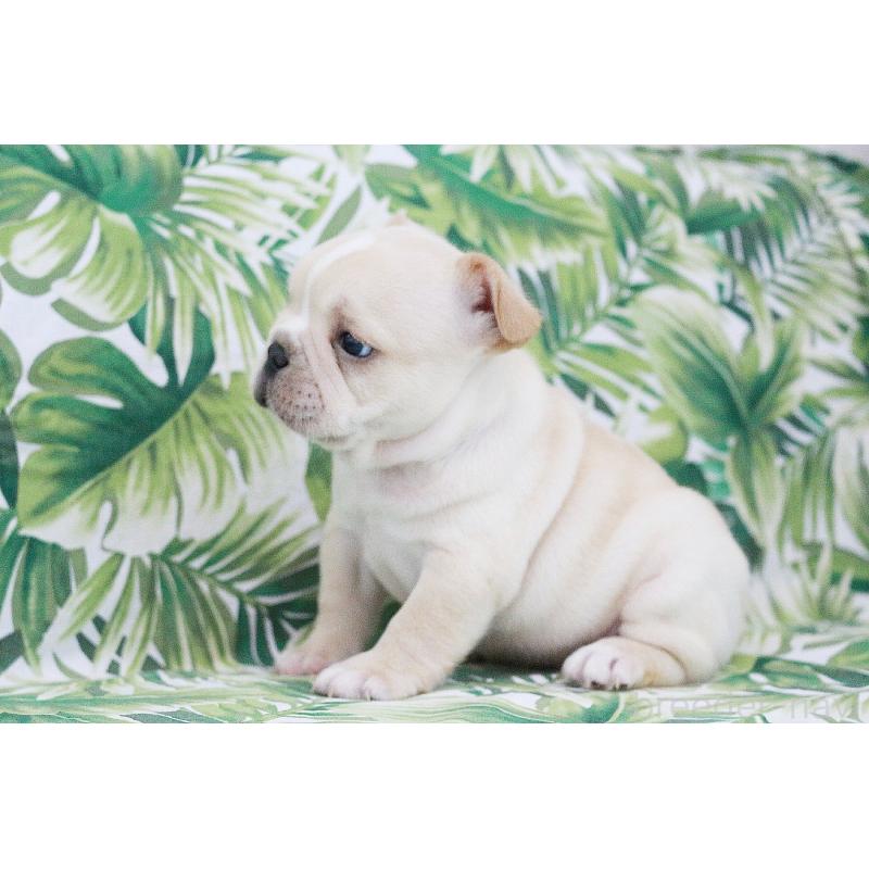 成約済の京都府のフレンチブルドッグ-420390の3枚目