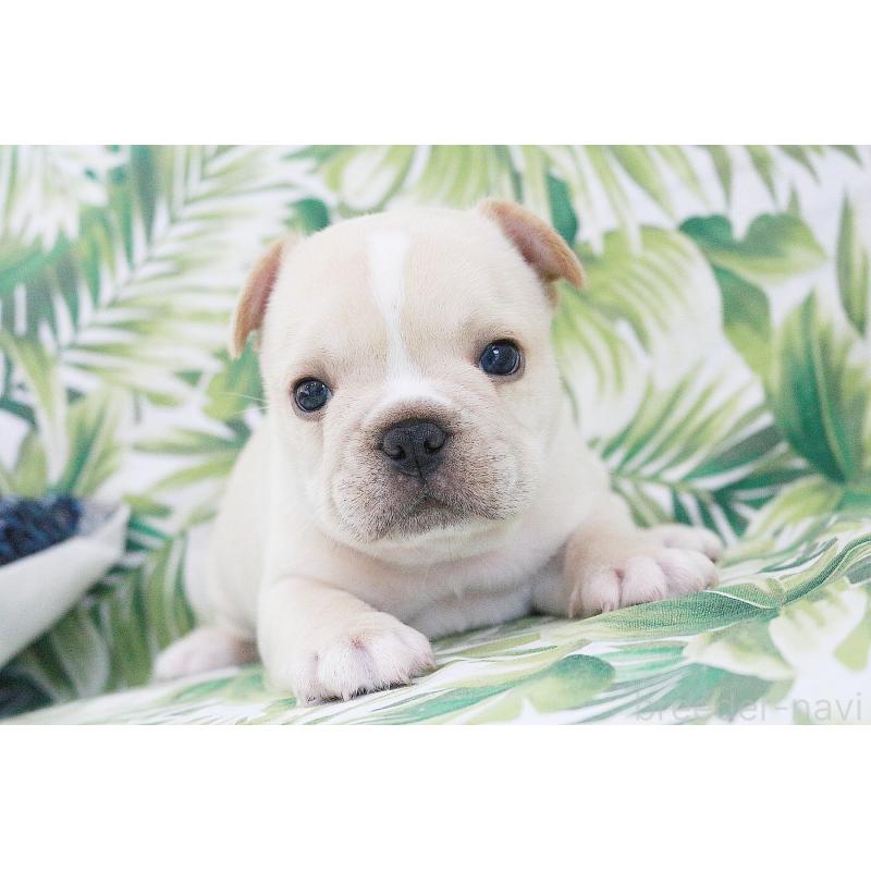 成約済の京都府のフレンチブルドッグ-420390の2枚目