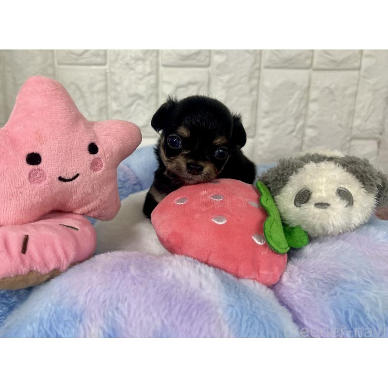 販売中の茨城県のチワワ(ロングコート)-418755