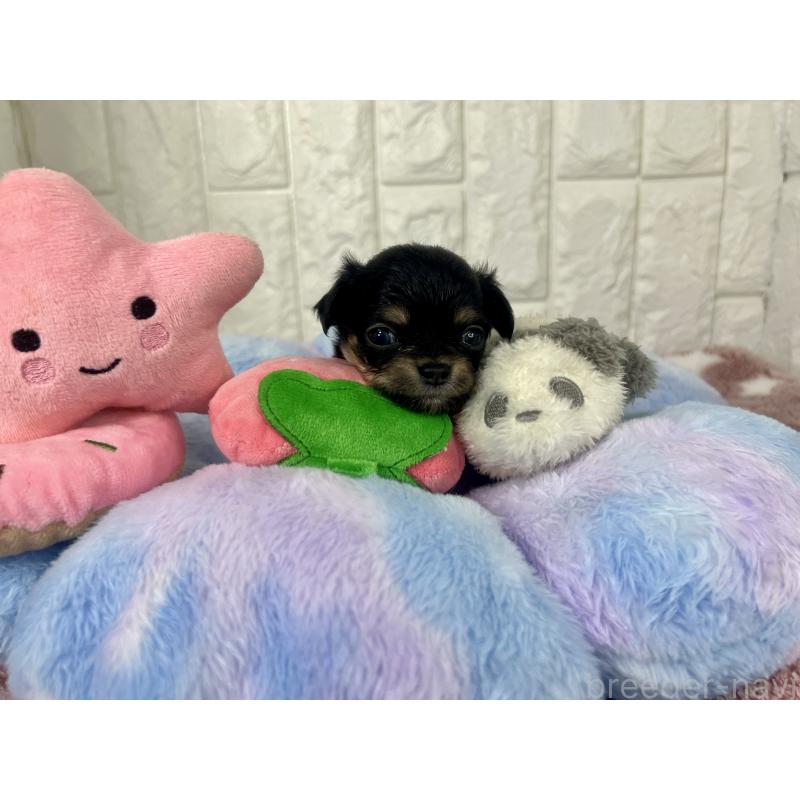 販売中の茨城県のチワワ(ロングコート)-418755の7枚目