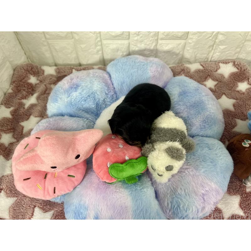 販売中の茨城県のチワワ(ロングコート)-418755の6枚目