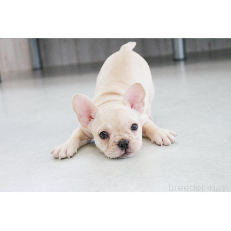 成約済の京都府のフレンチブルドッグ-417034の6枚目