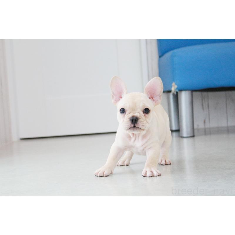 成約済の京都府のフレンチブルドッグ-417034の5枚目