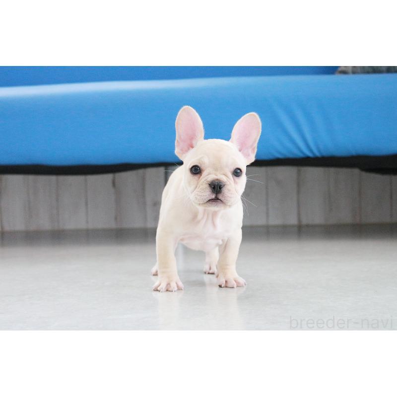 成約済の京都府のフレンチブルドッグ-417034の4枚目