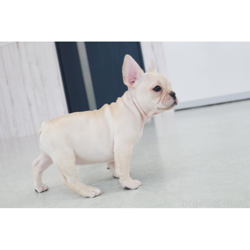 成約済の京都府のフレンチブルドッグ-417034の3枚目