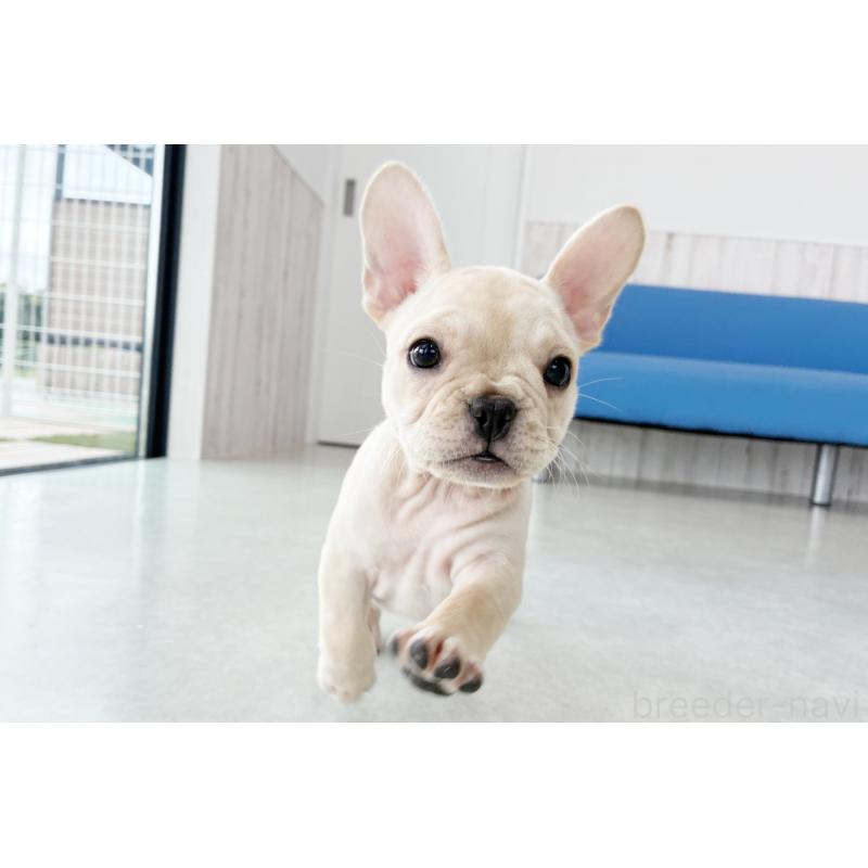 成約済の京都府のフレンチブルドッグ-417034の2枚目