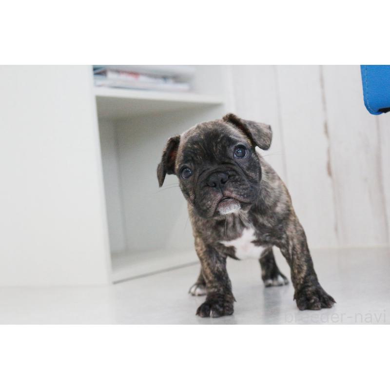 販売中の京都府のフレンチブルドッグ-417030の6枚目