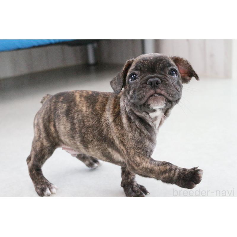 販売中の京都府のフレンチブルドッグ-417030の5枚目