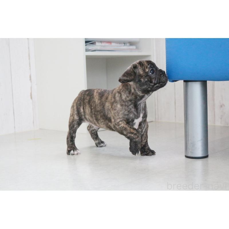 販売中の京都府のフレンチブルドッグ-417030の4枚目