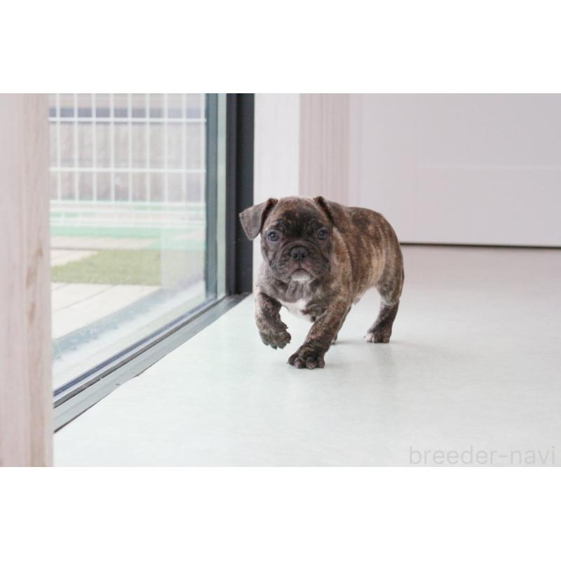 販売中の京都府のフレンチブルドッグ-417030の3枚目