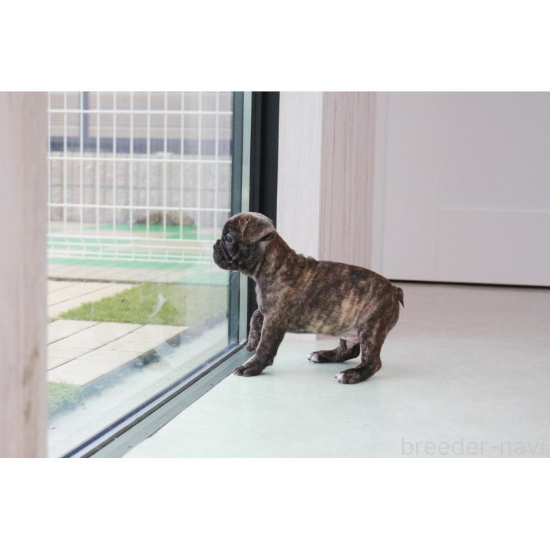 販売中の京都府のフレンチブルドッグ-417030の2枚目