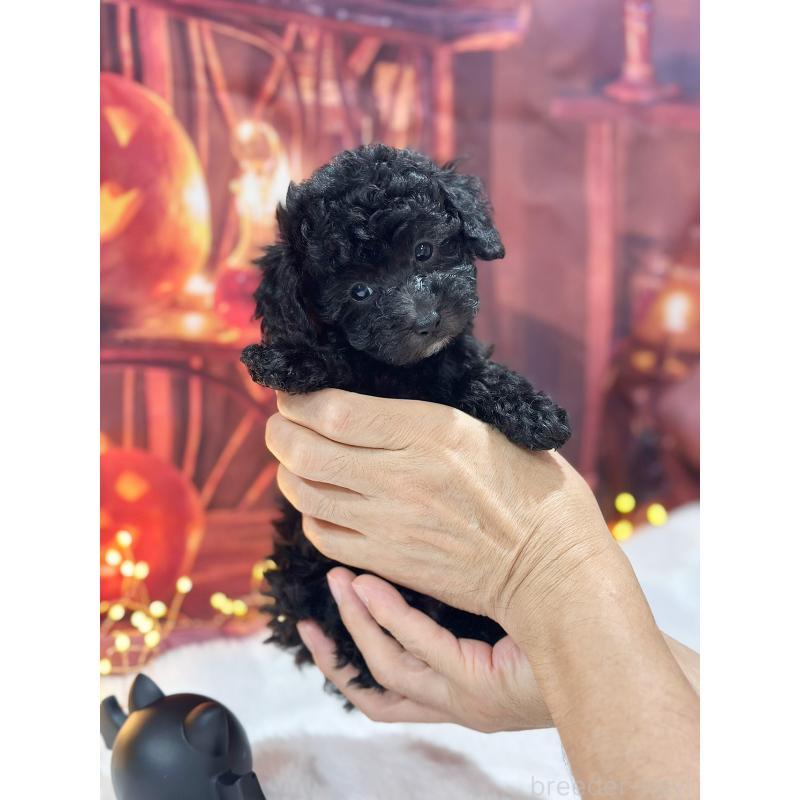 販売中の京都府のトイプードル-415536の13枚目