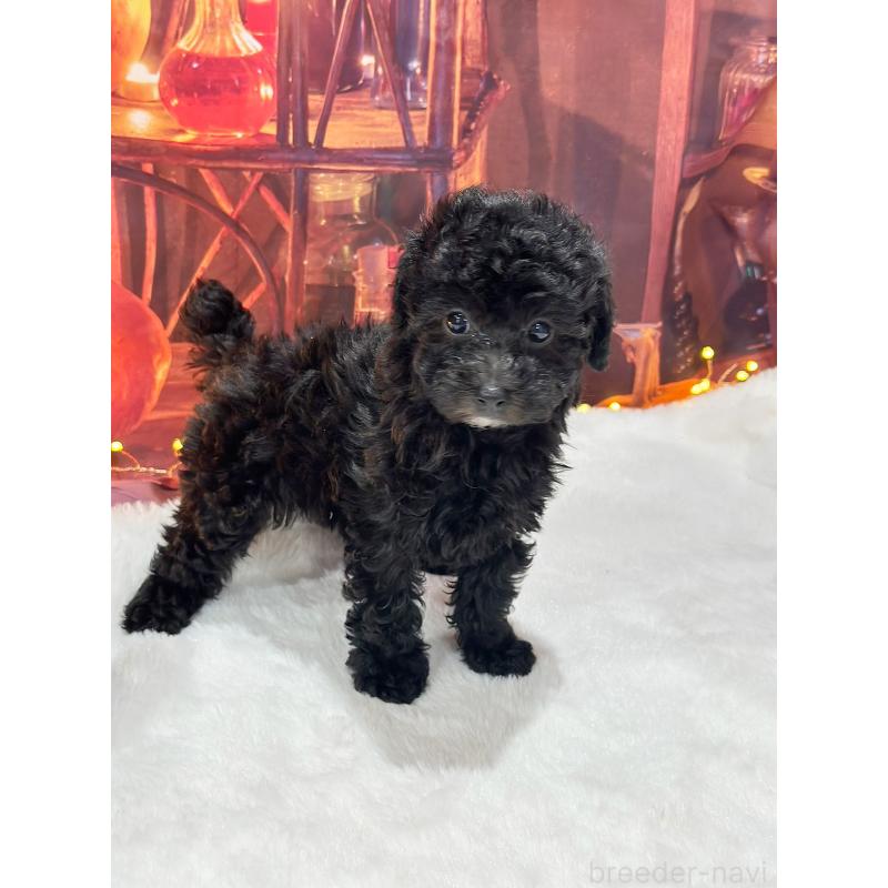 販売中の京都府のトイプードル-415536の12枚目