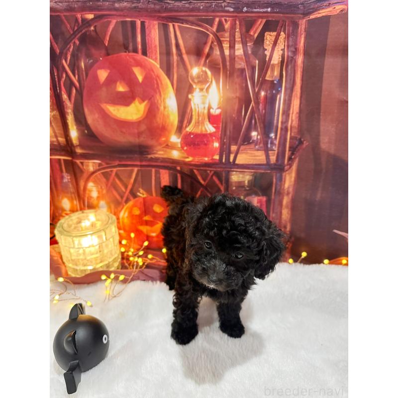 販売中の京都府のトイプードル-415536の11枚目