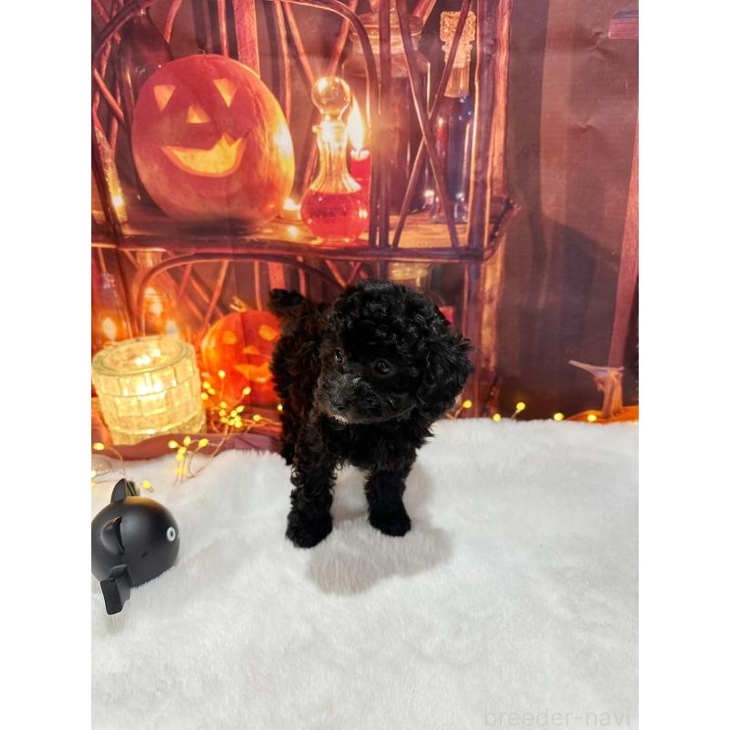 販売中の京都府のトイプードル-415536の10枚目