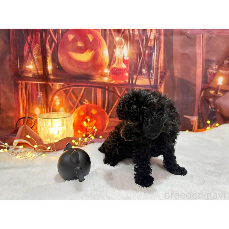 販売中の京都府のトイプードル-415536の9枚目