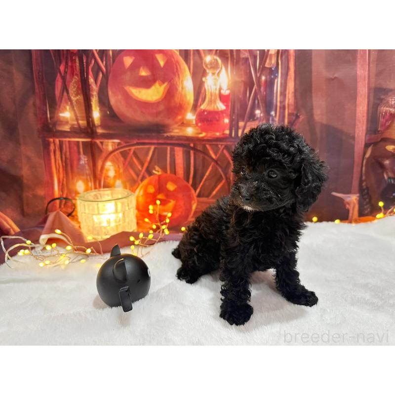 販売中の京都府のトイプードル-415536の8枚目