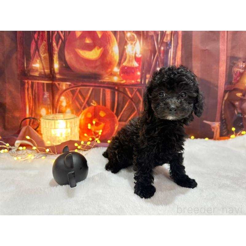 販売中の京都府のトイプードル-415536の7枚目