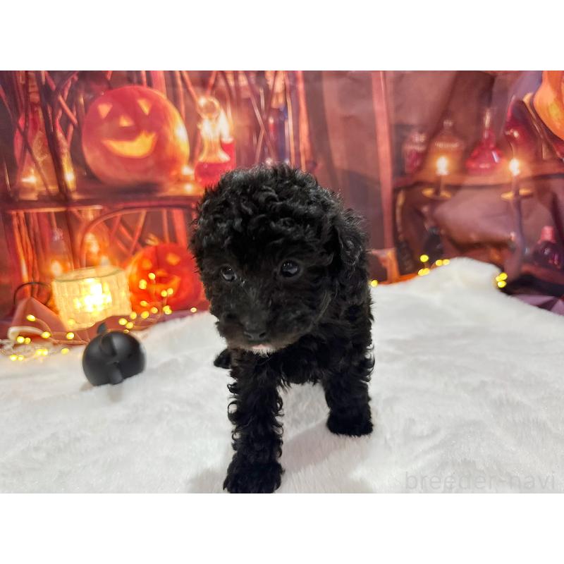 販売中の京都府のトイプードル-415536の6枚目