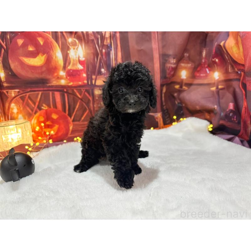 販売中の京都府のトイプードル-415536の5枚目