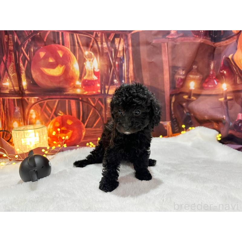 販売中の京都府のトイプードル-415536の4枚目